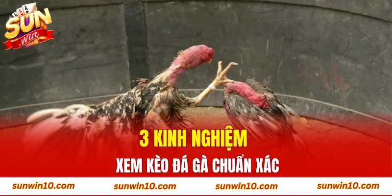 3 kinh nghiệm xem kèo đá gà chuẩn xác