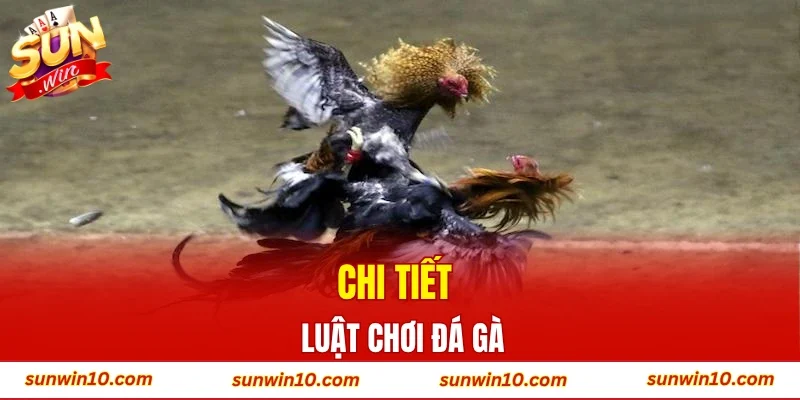 Chi tiết luật chơi đá gà