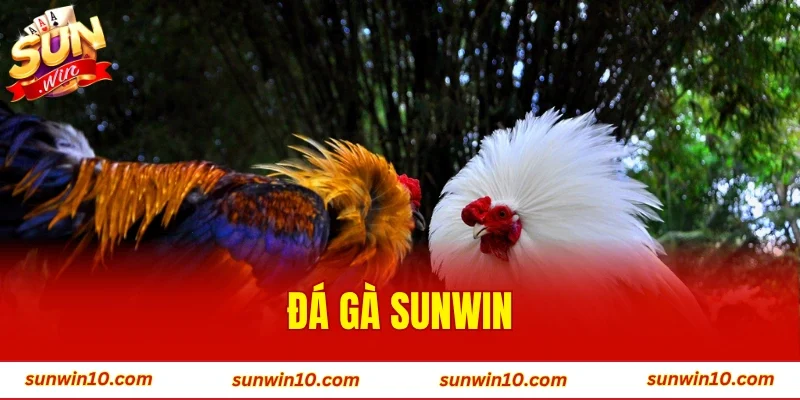 Đá Gà Sunwin