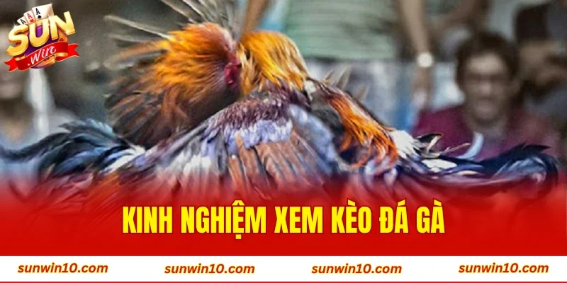 Kinh Nghiệm Xem Kèo Đá Gà